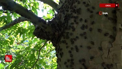 Ordu'da kahverengi kokarcaya karşı topyekun kışlak mücadelesi