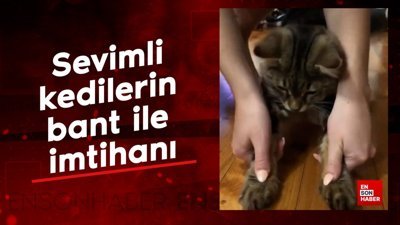 Sevimli kedilerin bant ile imtihanı