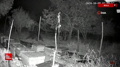 Bolu'da arı kovanlarına dadanan ayılar elektrikli tellerden geçemedi