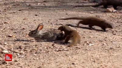 Firavun farelerinin yavru tavşan avı