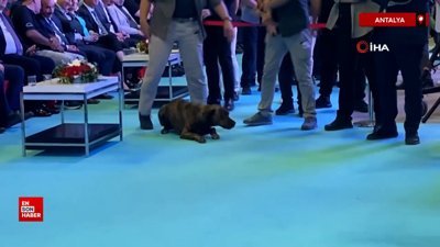 Antalya'da başıboş köpek fuara daldı