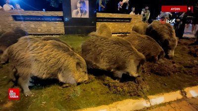 Aydın Kuşadası'nda merkeze inen yaban domuzları ilgi odağı oldu