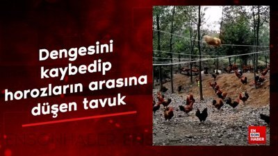 Dengesini kaybedip horozların arasına düşen tavuk