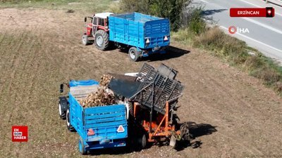 Erzincan'da mart ayında ekilen şeker pancarlarının hasadına başlandı