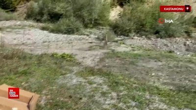 Kastamonu’da sağlıklarına kavuşan yaban hayvanları yeniden doğaya salındı