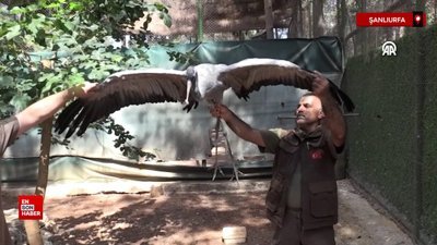 Şanlıurfa'da gözleri görmeyen turnaya 4 yıldır özenle bakıyorlar