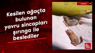 Tunceli'de kesilen ağaçta bulunan yavru sincapları şırınga ile beslediler