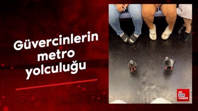 Güvercinlerin metro yolculuğu