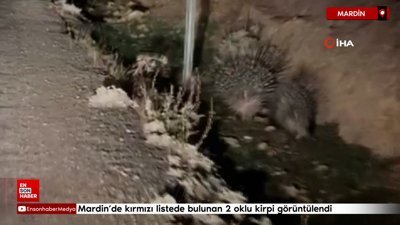 Mardin'de nesli tükenme tehlikesi altında olan 2 oklu kirpi görüntülendi