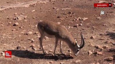 Şanlıurfa ve Şırnak dağlarındaki ceylanların sayısı artıyor