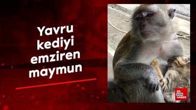 Yavru kediyi emziren maymun