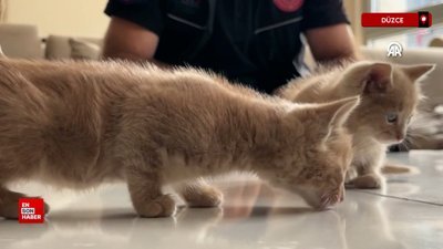 Düzce'de kurtarma ihbarına gittiği kedi yavrularını sahiplendi