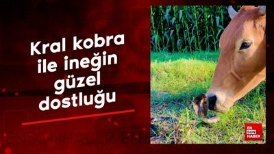Kral kobra ile ineğin güzel dostluğu