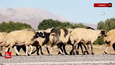 Tunceli'de göçerlerin kurt ve ayı tehlikesi altında zorlu eve dönüş yolculuğu