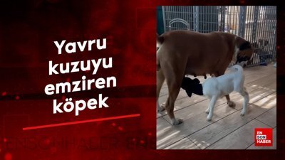 Yavru kuzuyu emziren köpek
