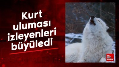Beyaz kurt ulurken kaydedildi