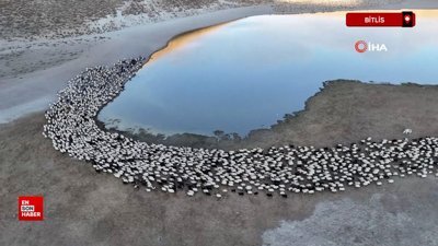 Bitlis'te sürülerin tozlu su yolculuğu ortaya kartpostallık görüntüler çıkarıyor
