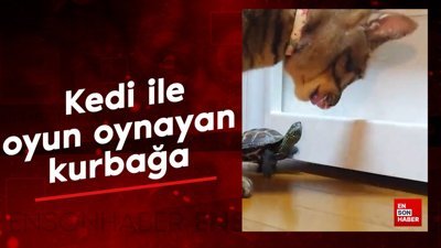 Kedi ile oyun oynayan kurbağa