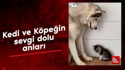 Kedi ve köpeğin sevgi dolu anları