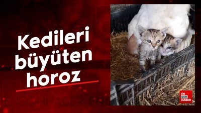 Kedileri ile birlikte yaşayan horoz