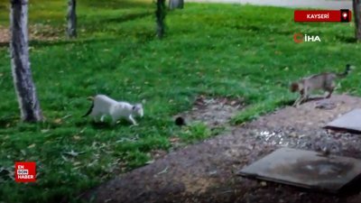 Kayseri'de farenin kedileri kovaladığı anlar