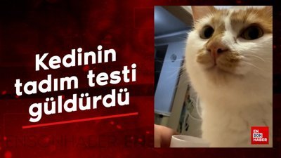 Tadım testi yapan kedinin komik halleri