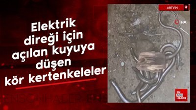 Artvin'de elektrik direği için açılan kuyuya düşen kör kertenkeleler