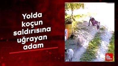 Yolda koçun saldırısına uğrayan adam