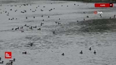 Yüzlerce yeşilbaş yaban ördeği Kars Çayı'nda