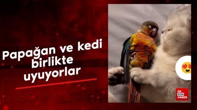 Kedi ve papağan dostluğu