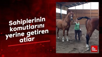 Sahiplerinin komutlarını yerine getiren atlar