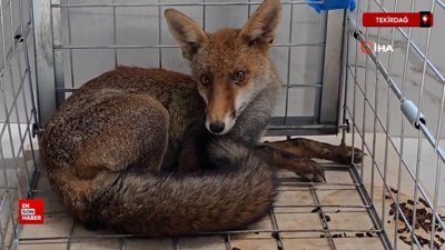 Tekirdağ’da yaralı tilki tedavi edilip doğaya bırakıldı