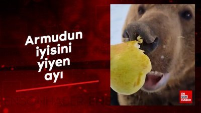Armudun iyisini yiyen ayı