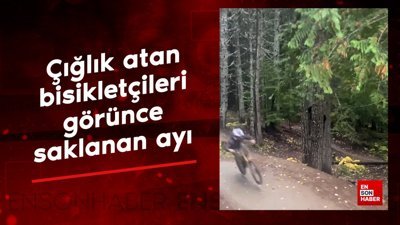 Çığlık atan bisikletçileri görünce ayı, ağacın arkasına saklandı