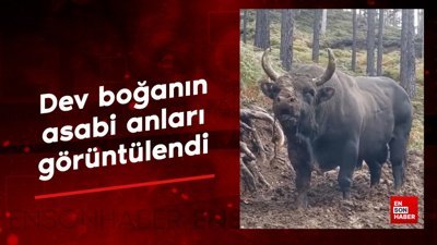 Dev boğanın asabi anları görüntülendi