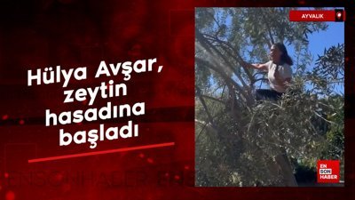Hülya Avşar, zeytin hasadına başladı