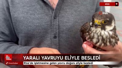 Rize'de işletmesine gelen yavru doğanı eliyle besledi