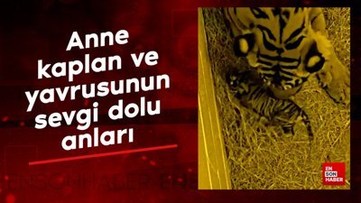 Anne kaplan ve yavrusunun sevgi dolu anları
