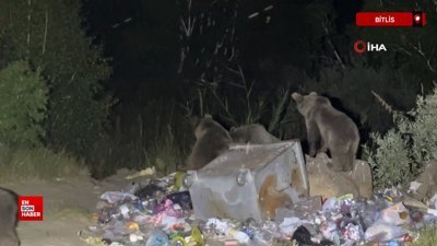 Bitlis'te Aç ayılar karavanlara dadandı