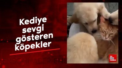 Kediye sevgi gösteren köpekler