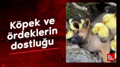 Köpek ve ördeklerin dostluğu