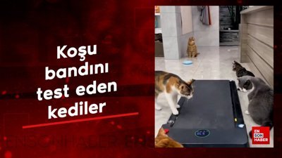 Koşu bandını test eden kediler