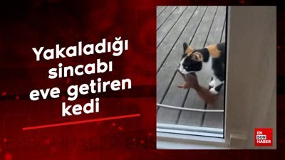 Yakaladığı sincabı eve getiren kedi
