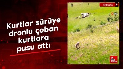 Erzincan'da kurtlar sürüye, dronlu çoban kurtlara pusu attı