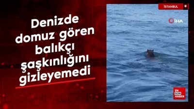 İstanbul'da denizde domuz gören balıkçı şaşkınlığını gizleyemedi