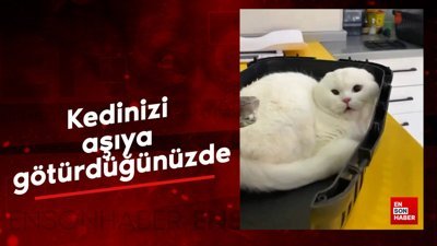 Kedinizi aşıya götürdüğünüzde