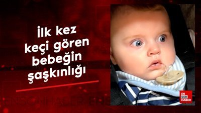 İlk kez keçi gören bebeğin şaşkınlığı