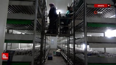 Isparta'da yıllık 400 ton mantar üretiliyor