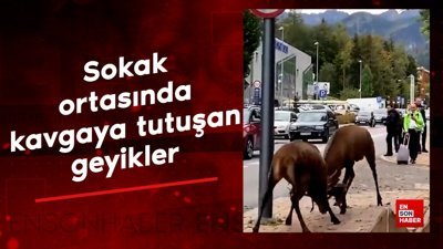 Sokak ortasında kavgaya tutuşan geyikler