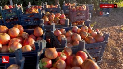 Suruç narının hasadı başladı